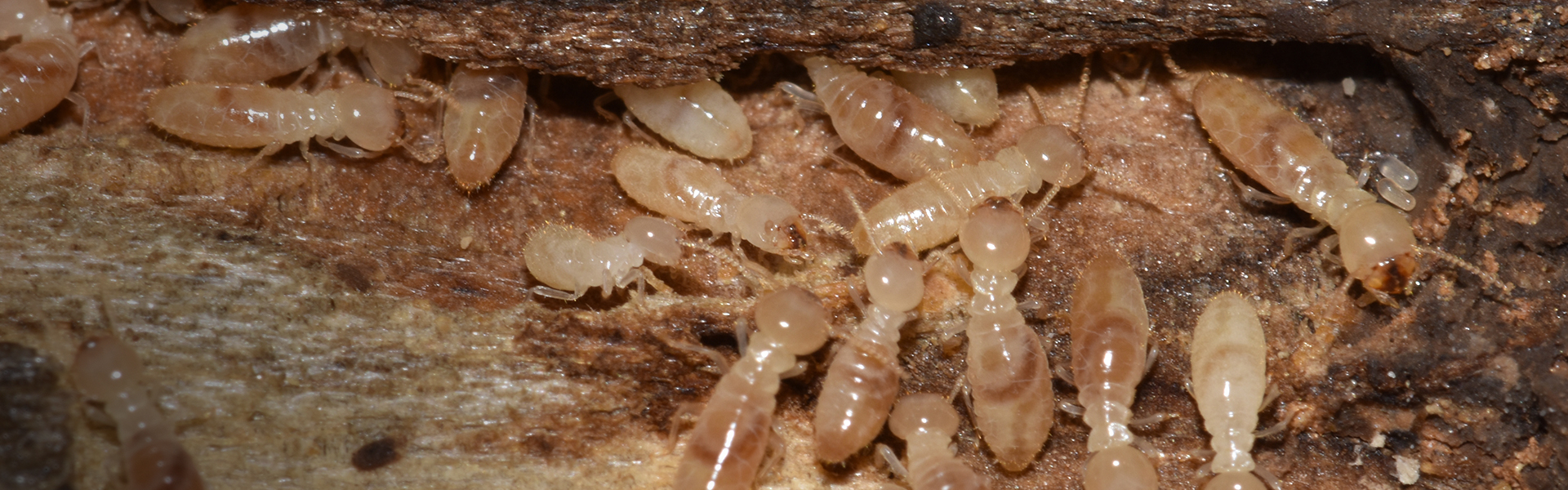 Termites-2