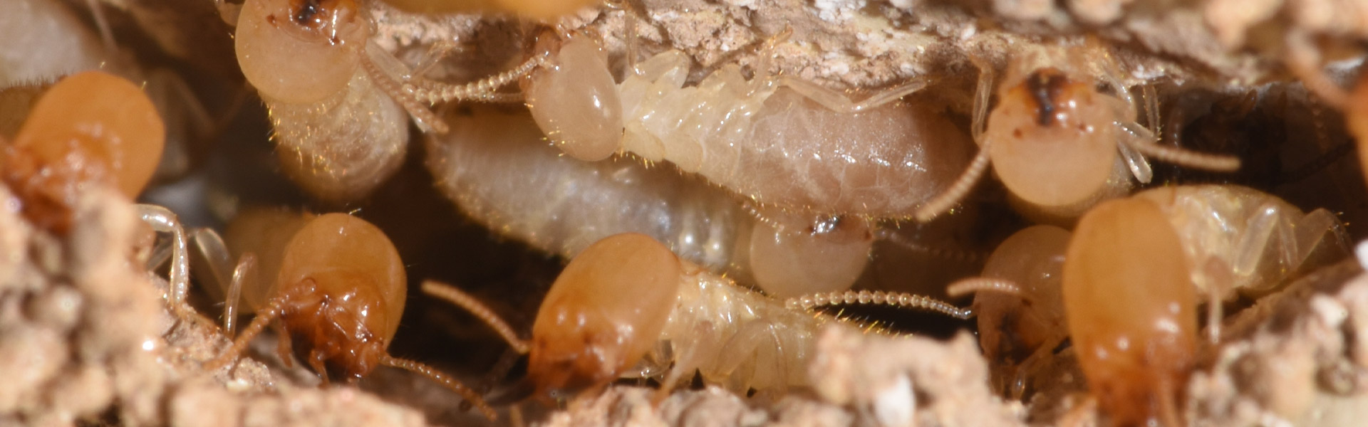 Termites-5